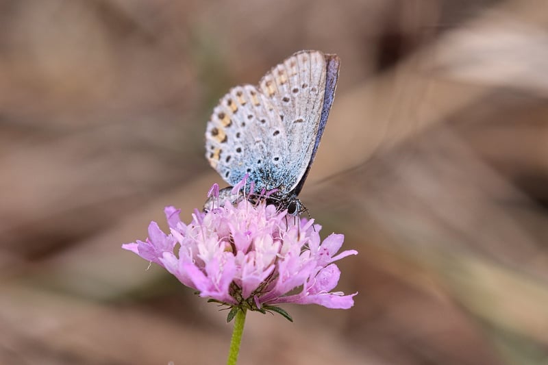 Butterfly Effect Image
